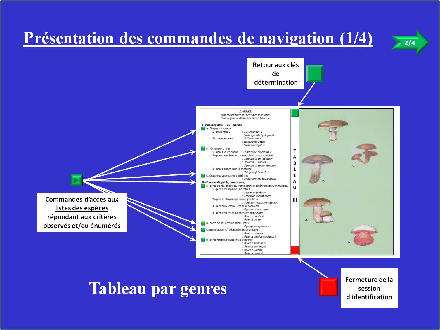Clés de détermination