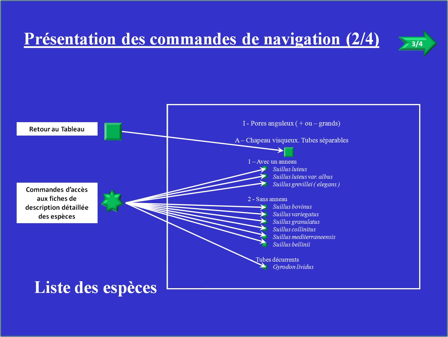 Clés de détermination