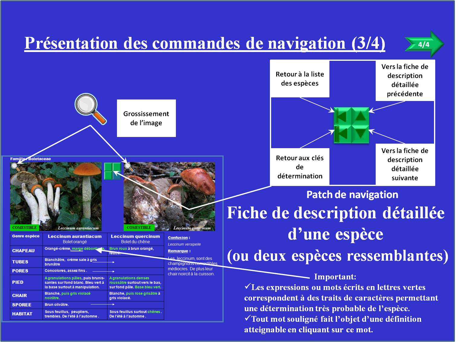 Clés de détermination