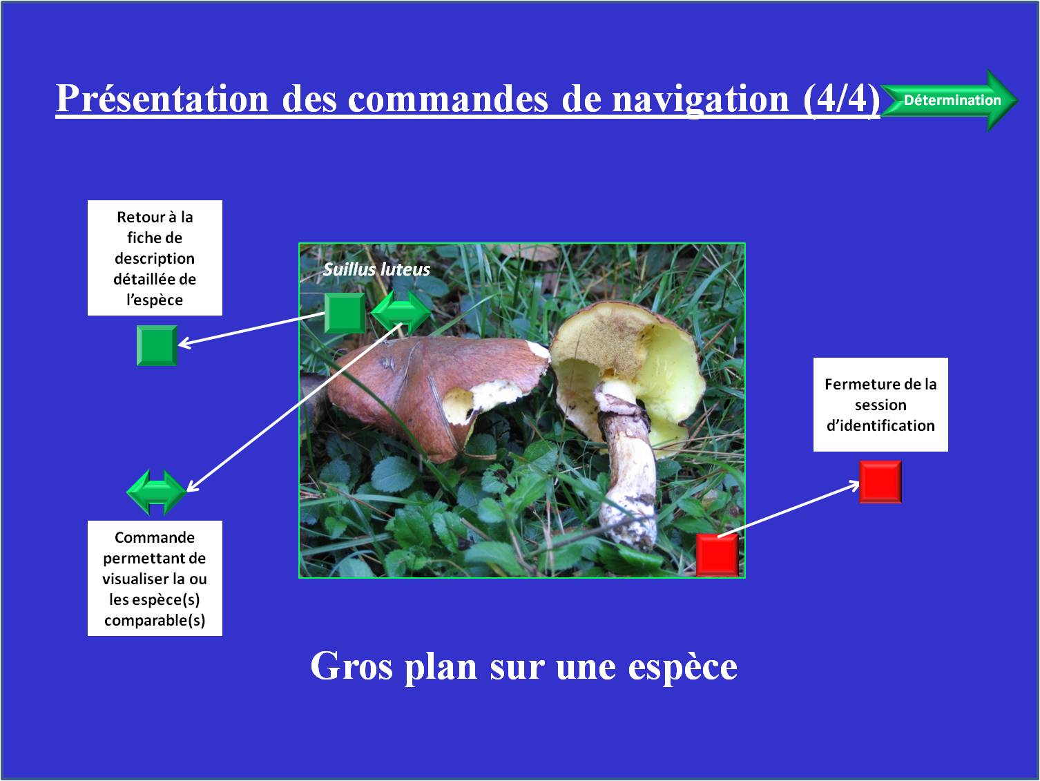 Clés de détermination