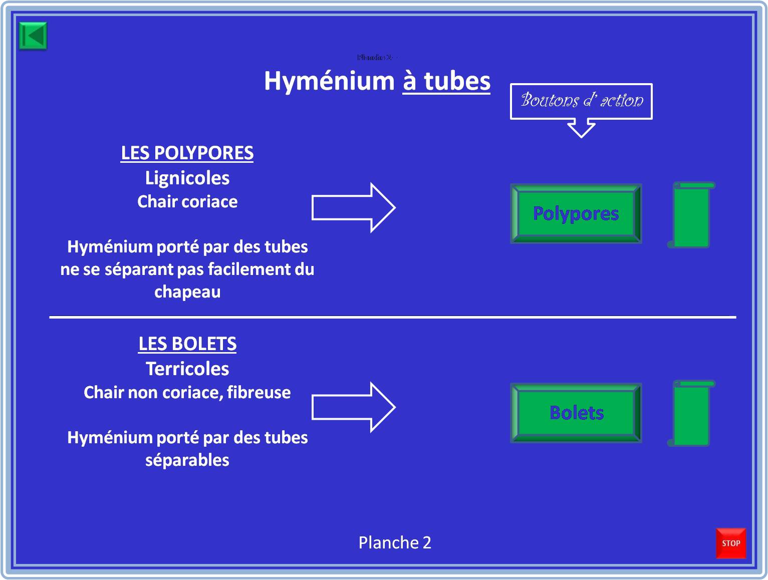 Planche 2 — Hyménium à tubes