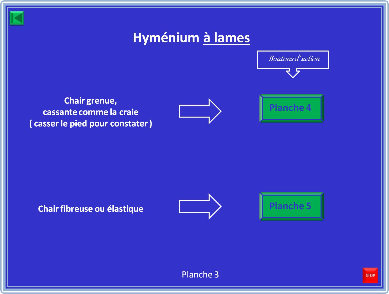 Planche 3 — Hyménium à lames