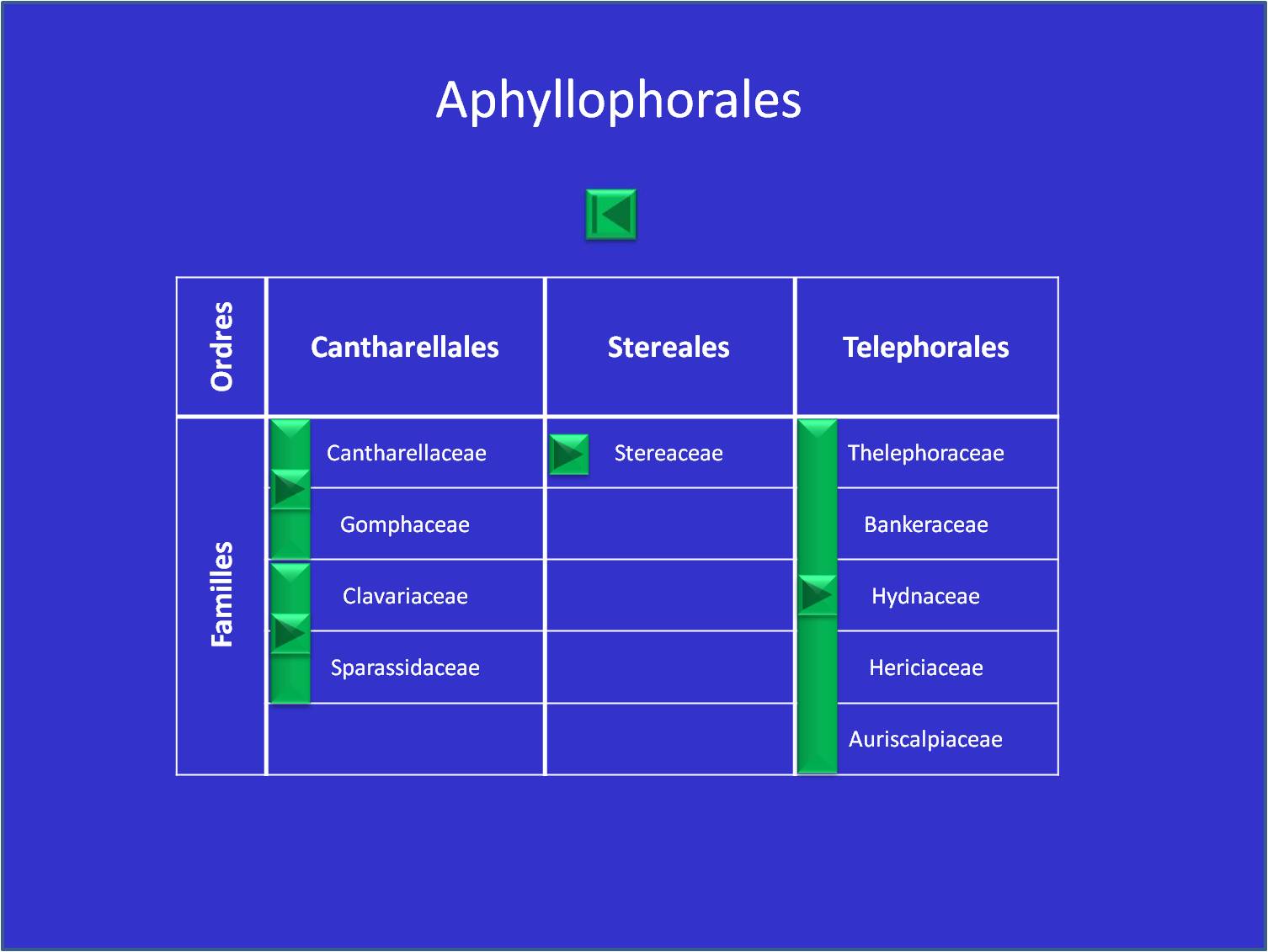 Tableau I: Aphyllophorales