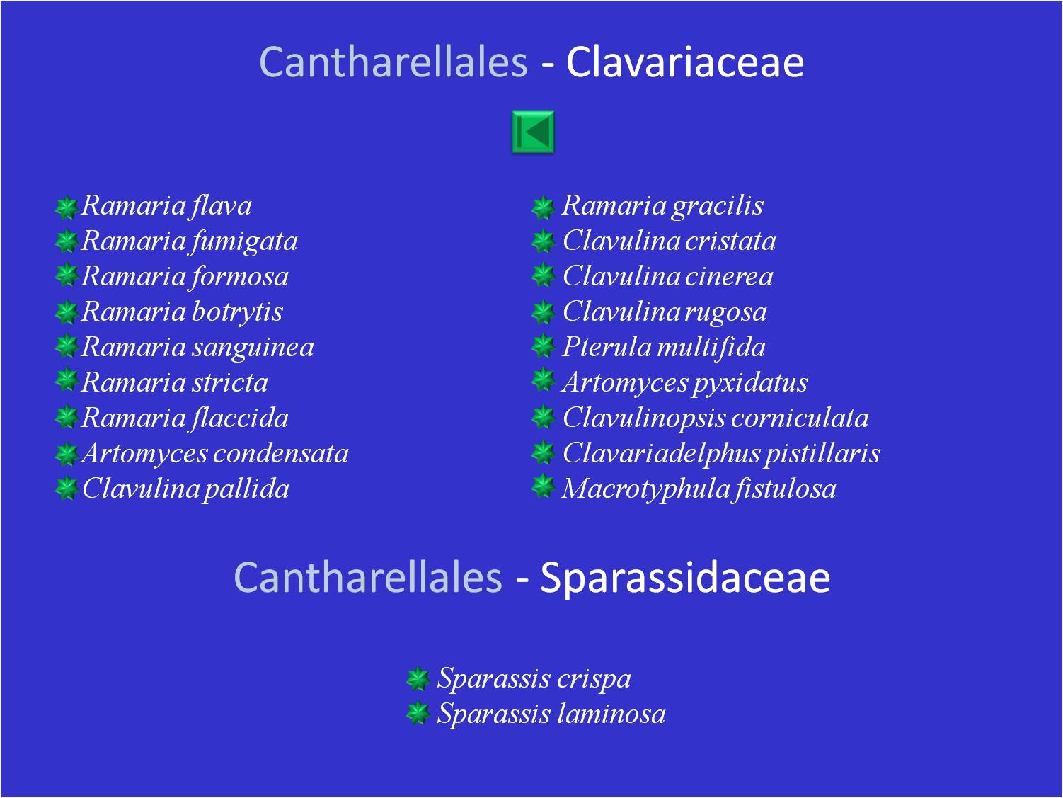 Liste des cantharellaceae et gomphaceae