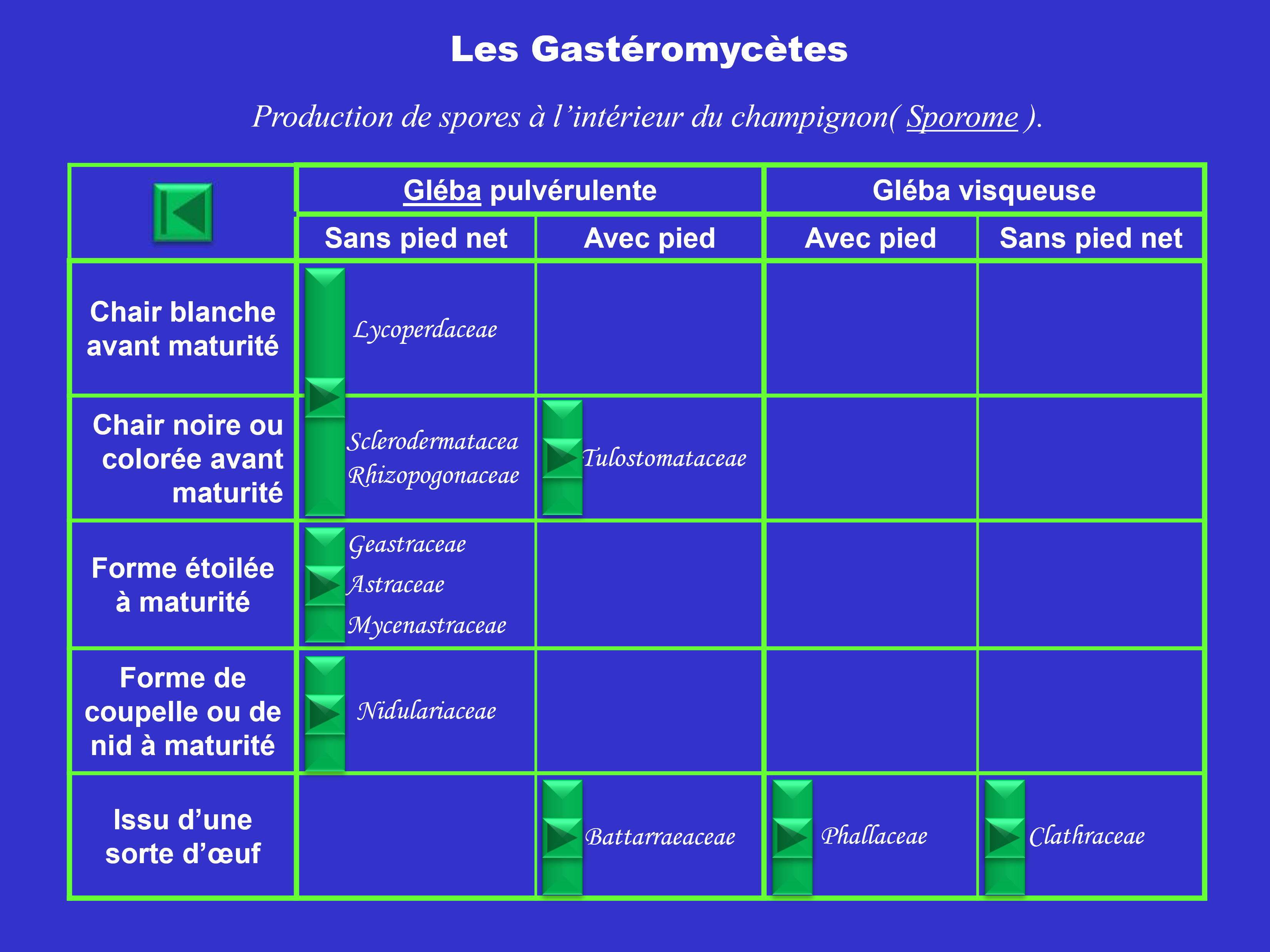 Tableau I: Gastéromycetes