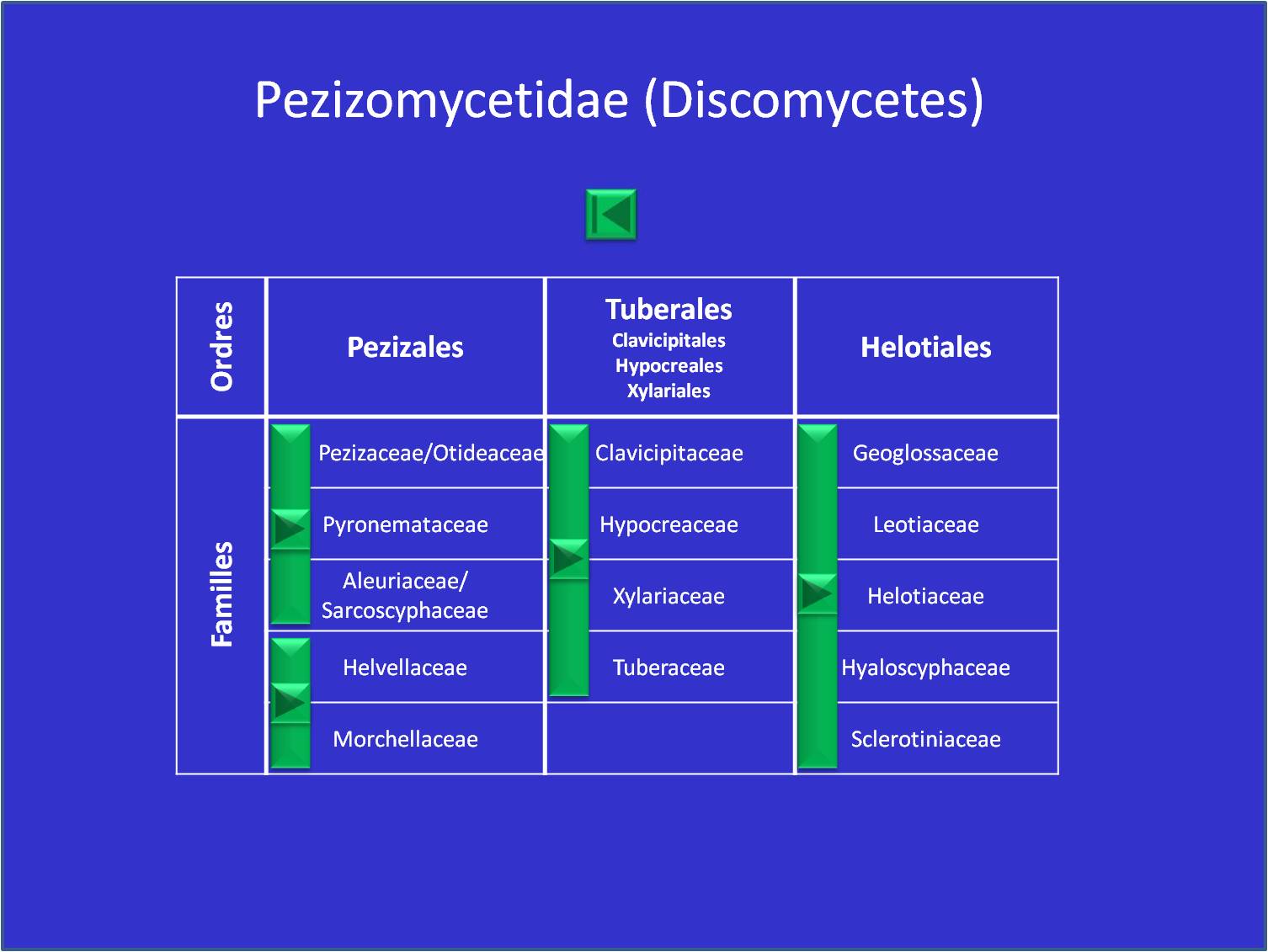 Tableau I: Ascomycètes
