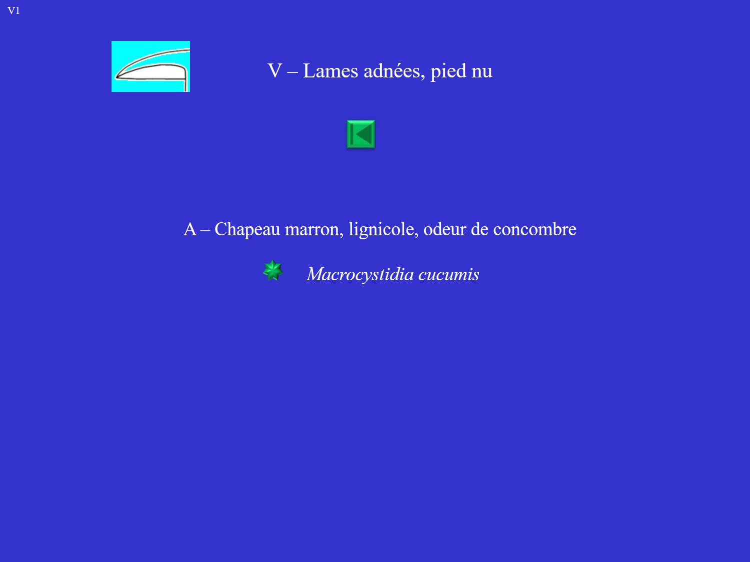 Clitopiles