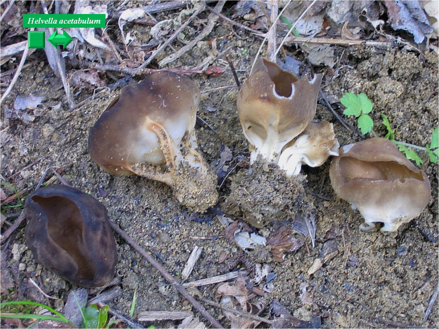 Helvella acetabulum