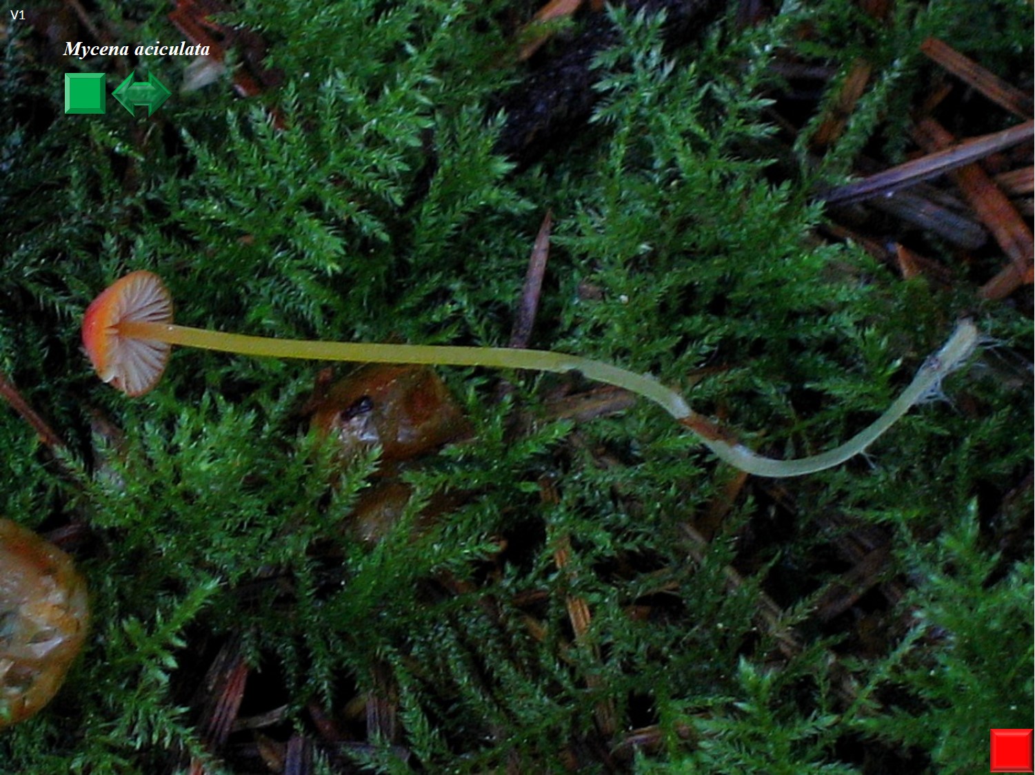 Mycena aciculata