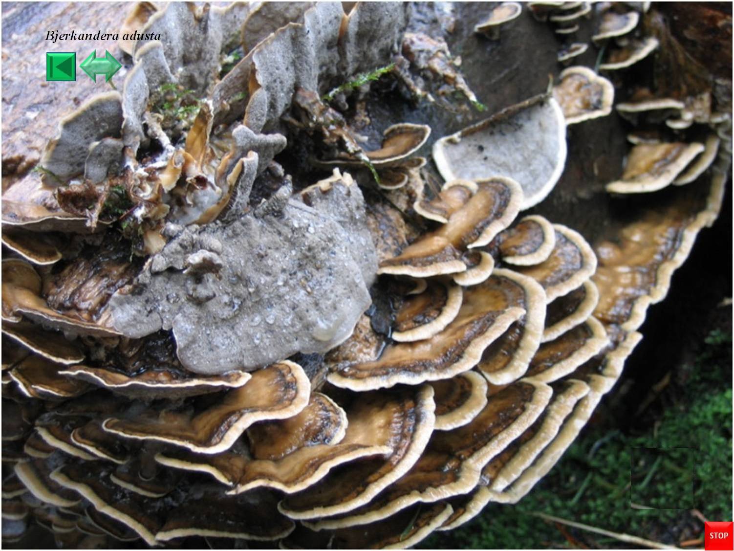 Bjerkandera adusta