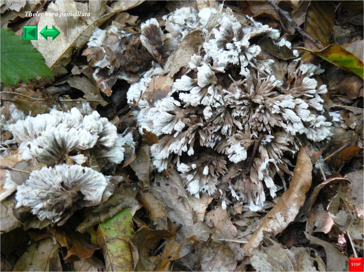Chlorociboria aeruginascens