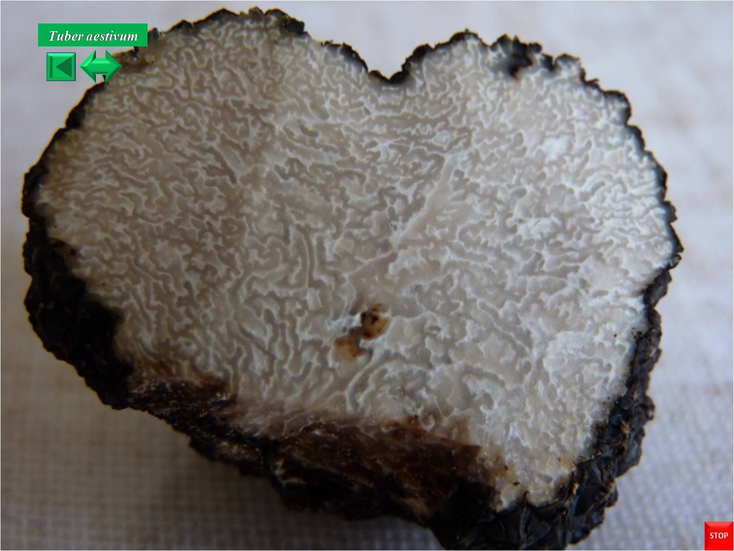 Tuber aestivum