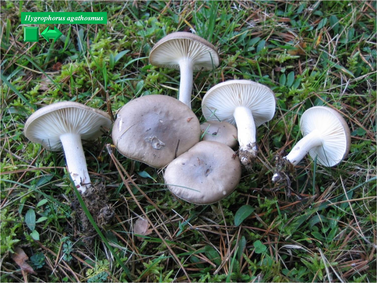 Hygrophorus agathosmus