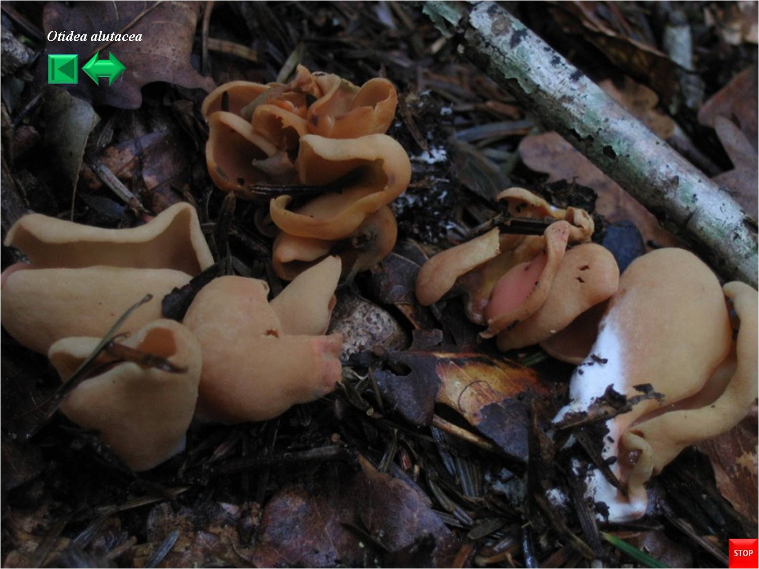 Russula alutacea