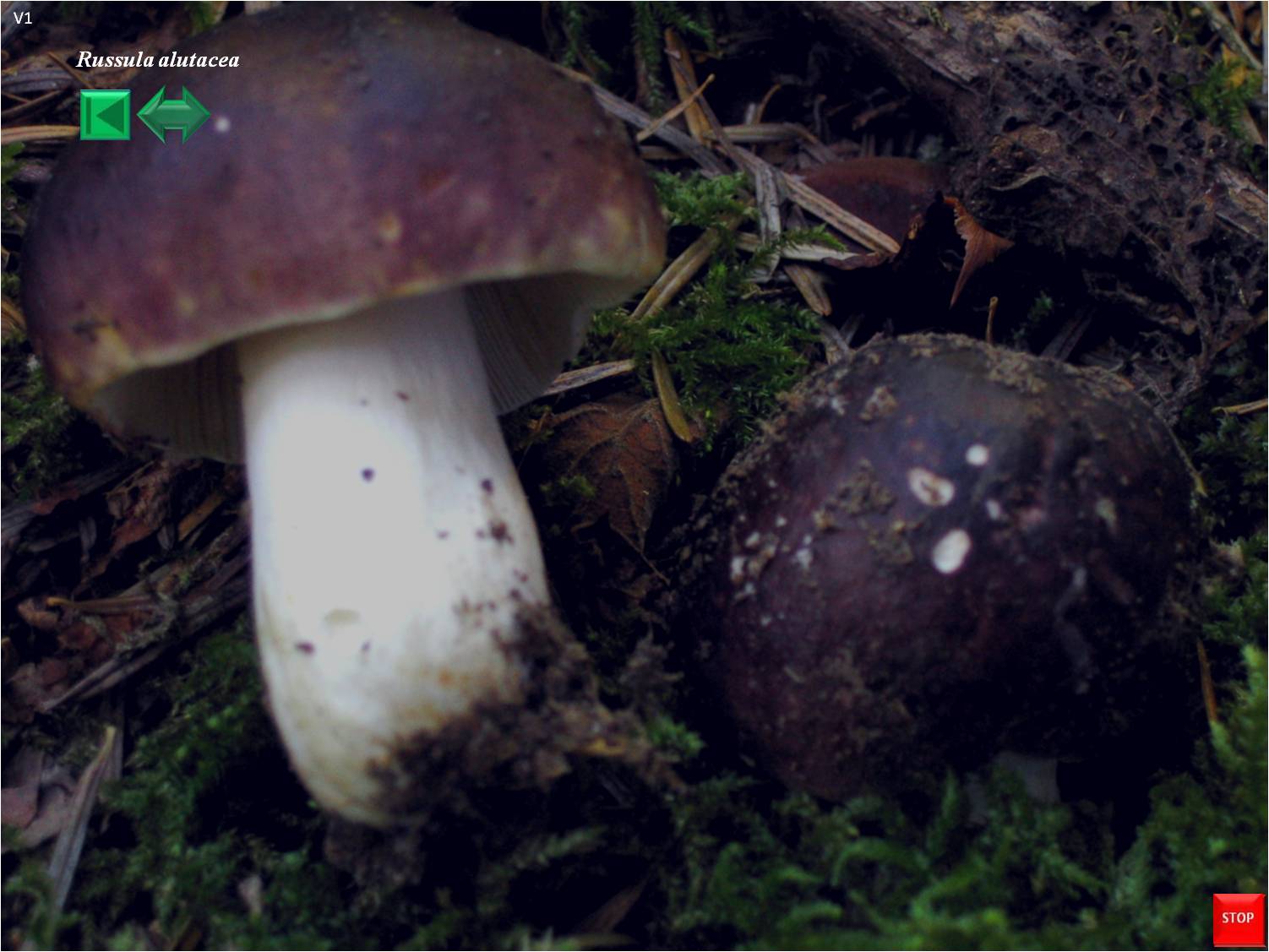 Russula alutacea