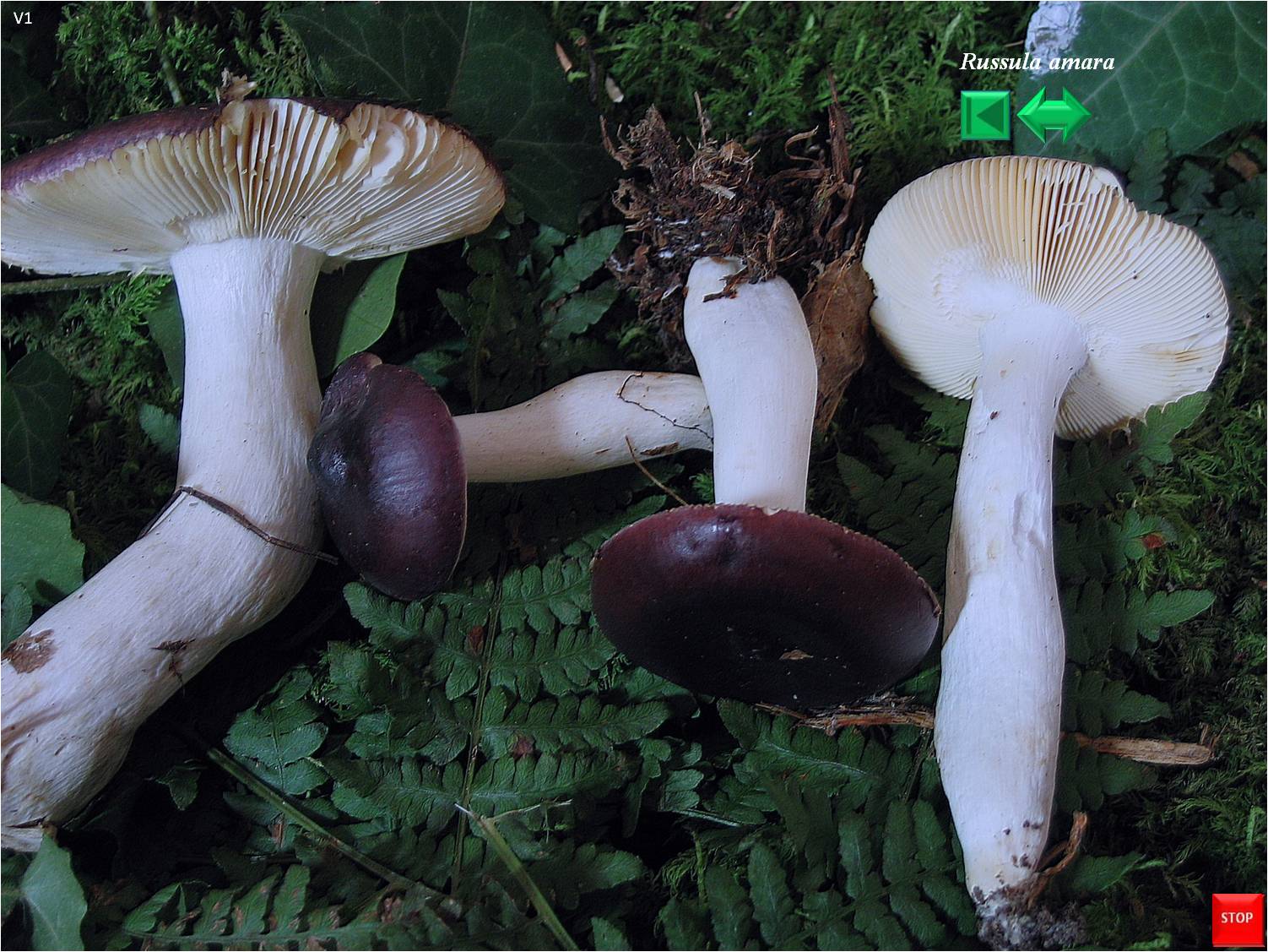 Russula amara