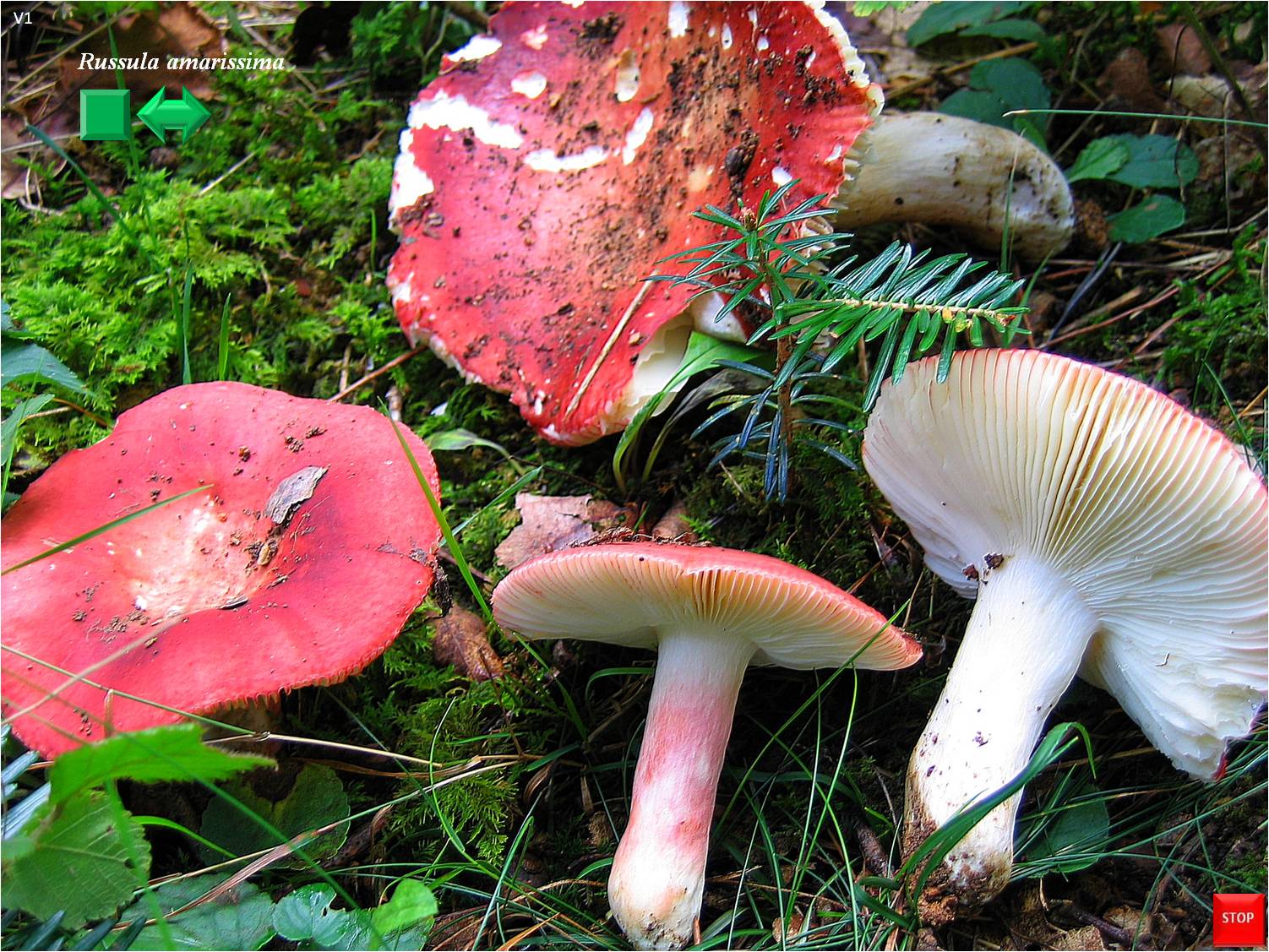 Russula amarissima