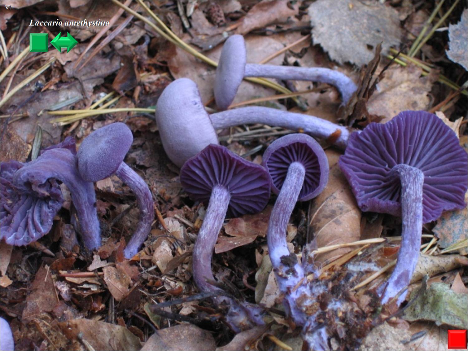 Laccaria amethystina