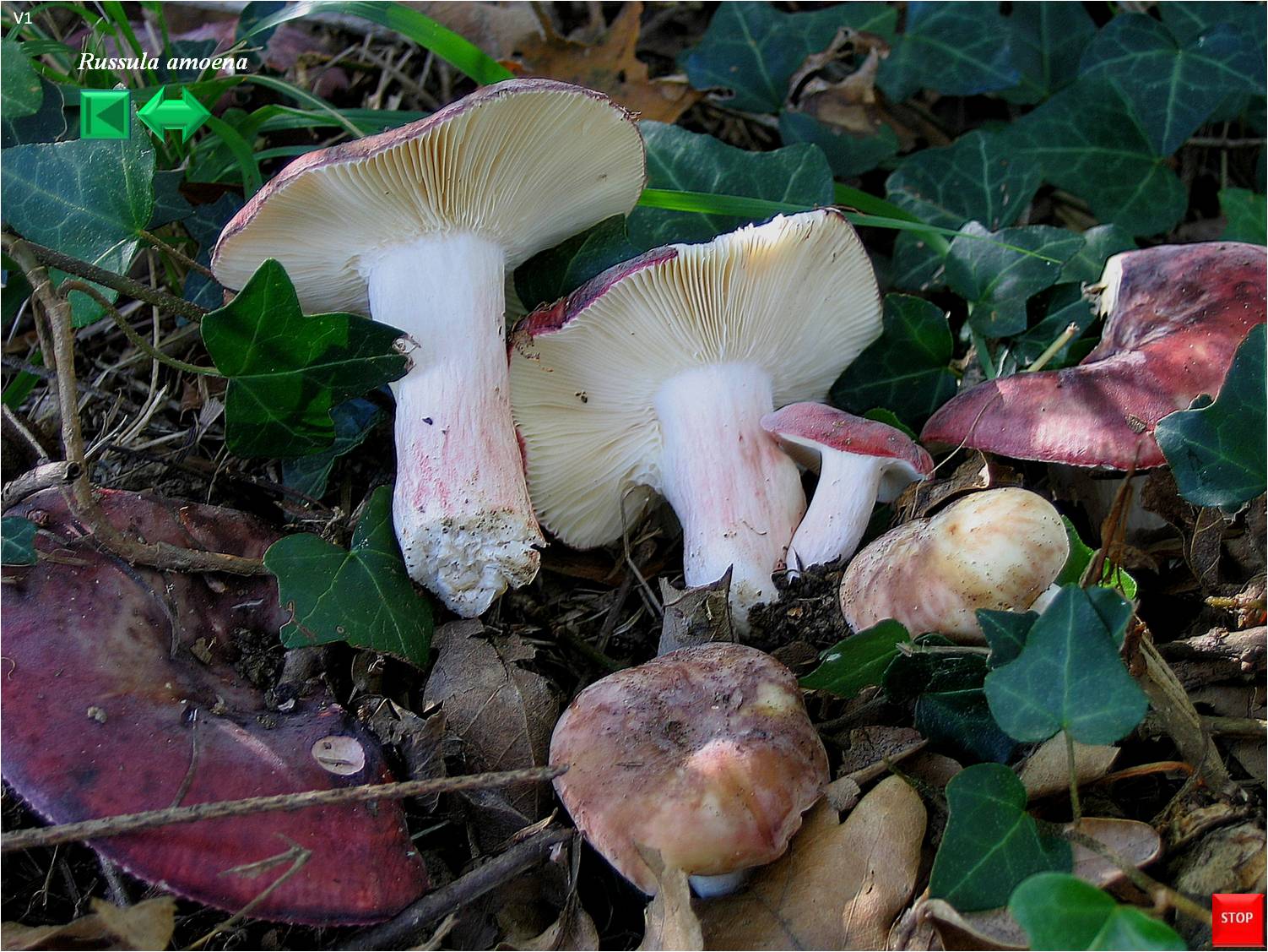 Russula amoena