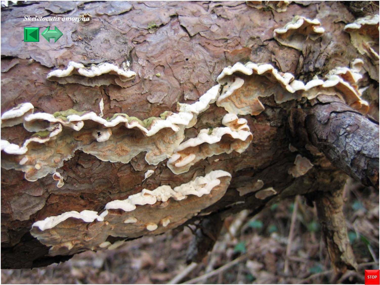 Skeletocutis amorpha