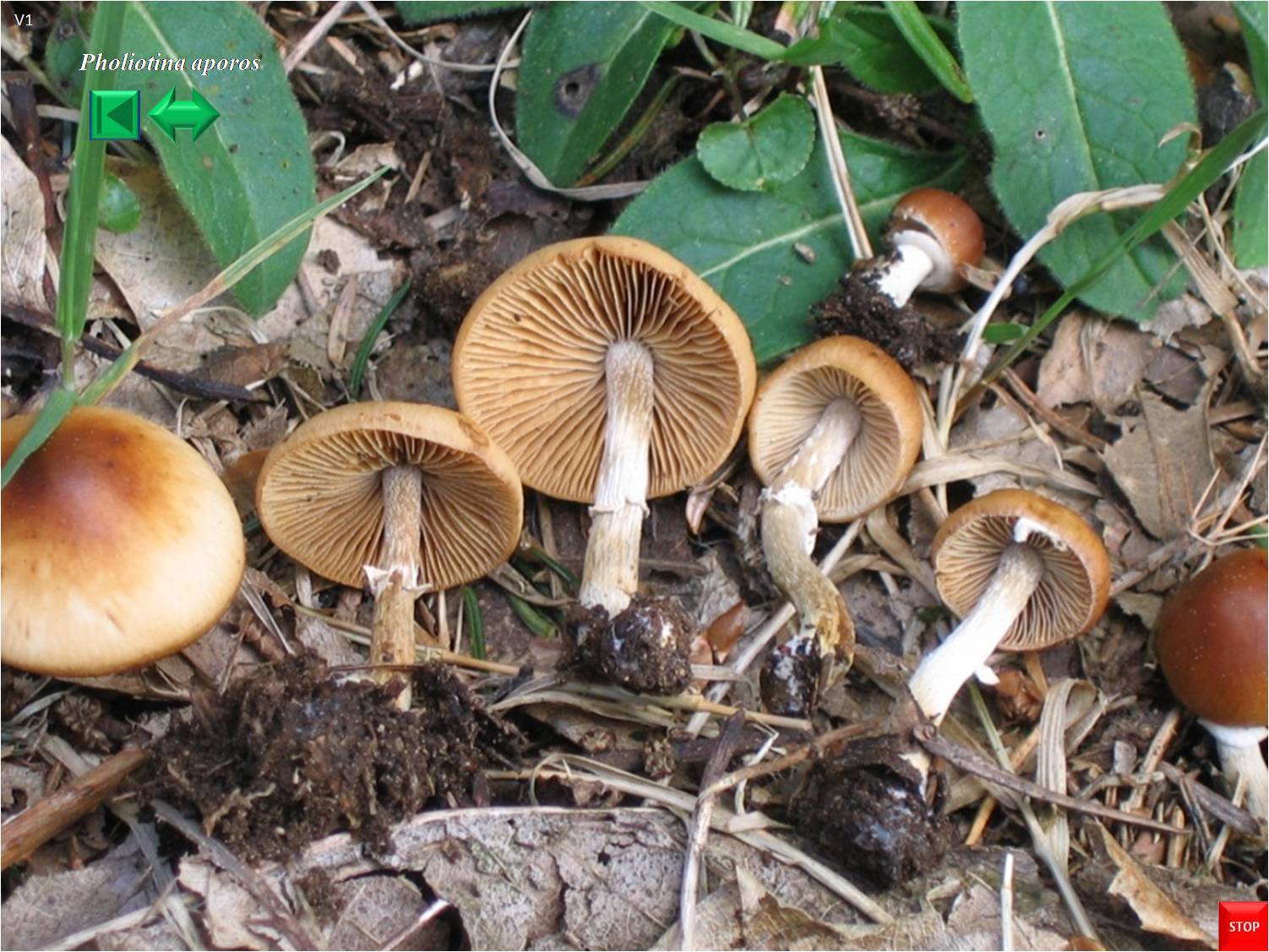 Pholiotina aporos