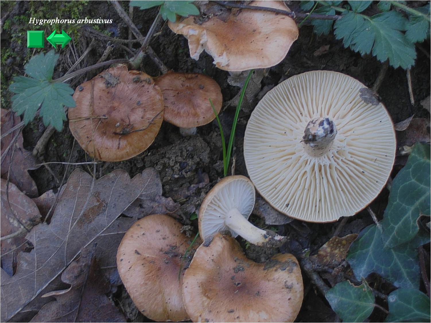 Hygrophorus arbustivus