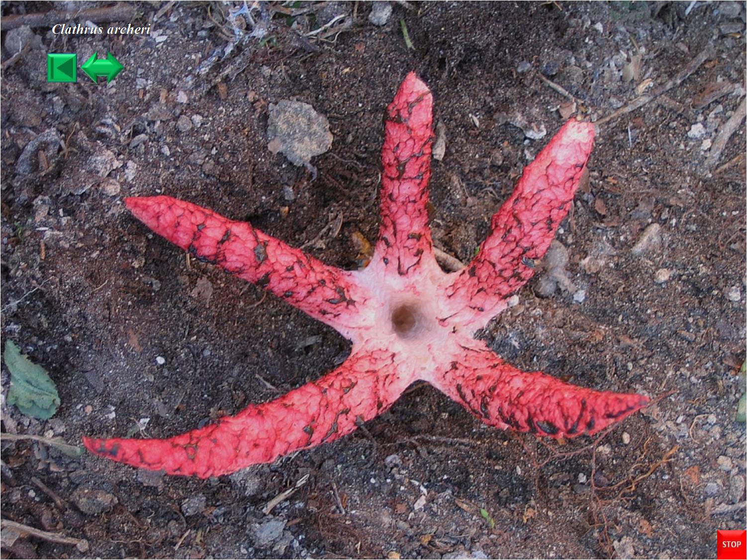 Clathrus archeri
