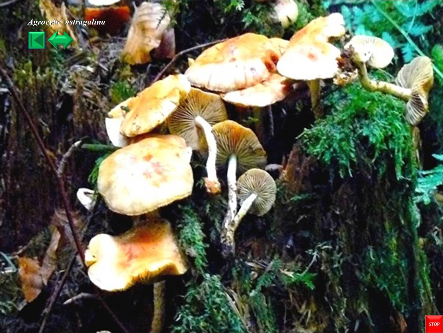 Agrocybe astragalina