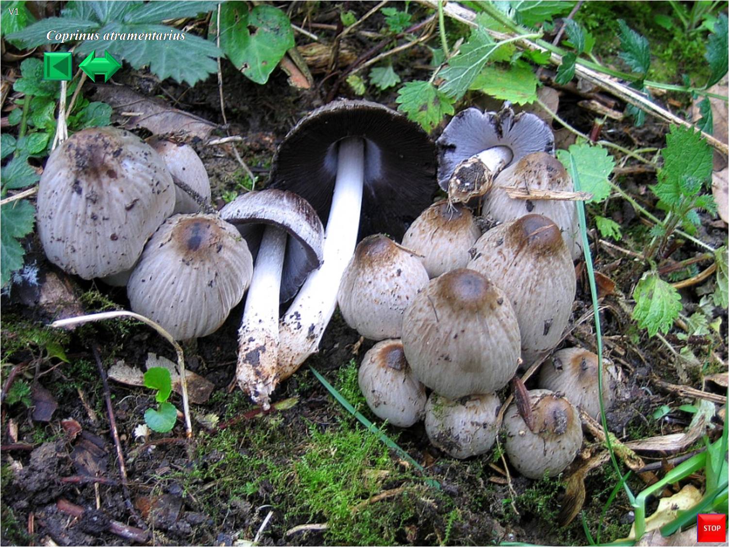 Coprinus acuminatus