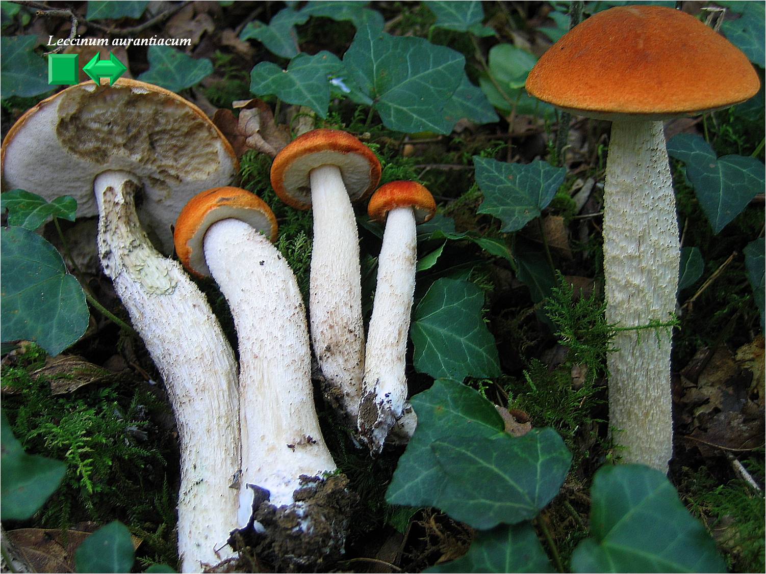 Leccinum aurantiacum