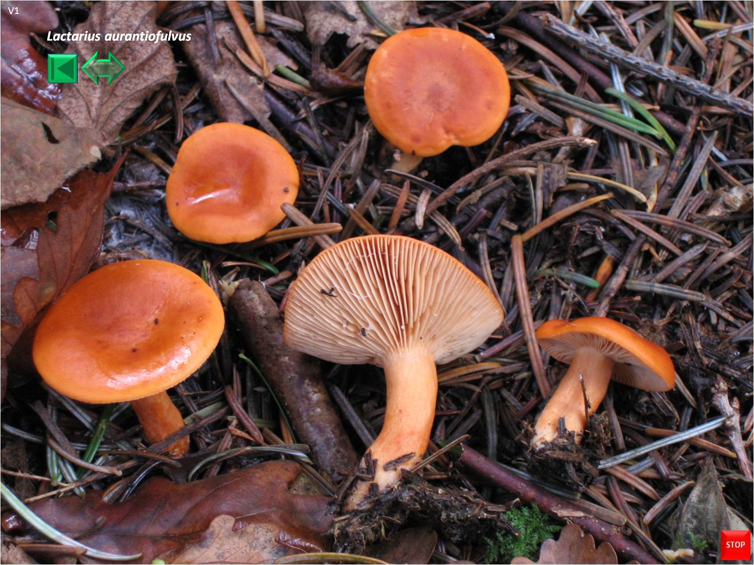 Lactarius aurantiofulvus