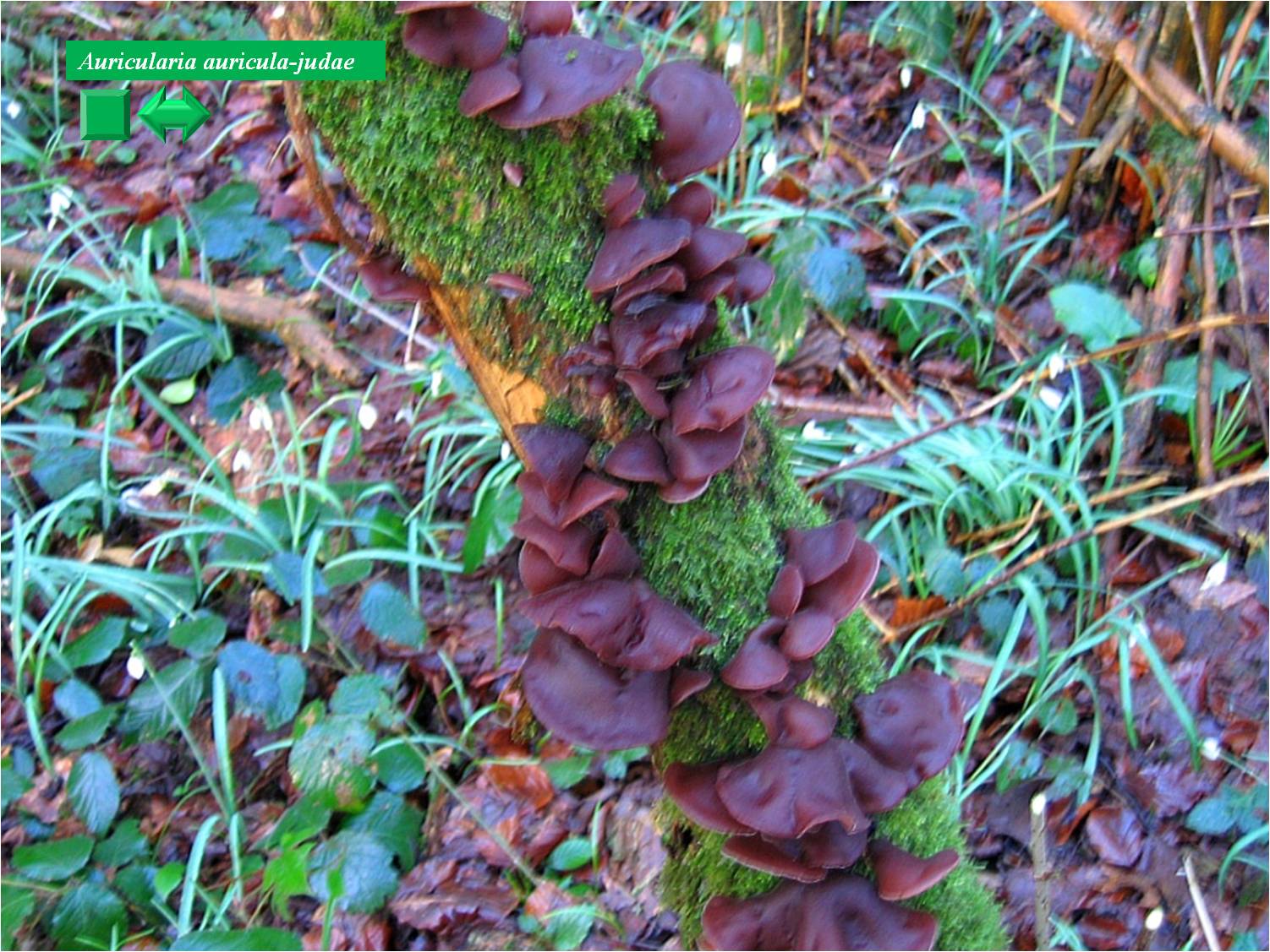 Auricularia auricula-judae