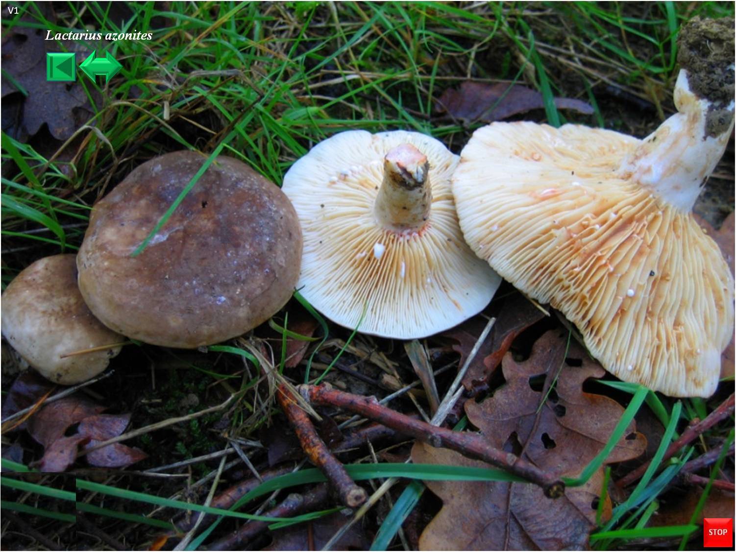 Lactarius azonites
