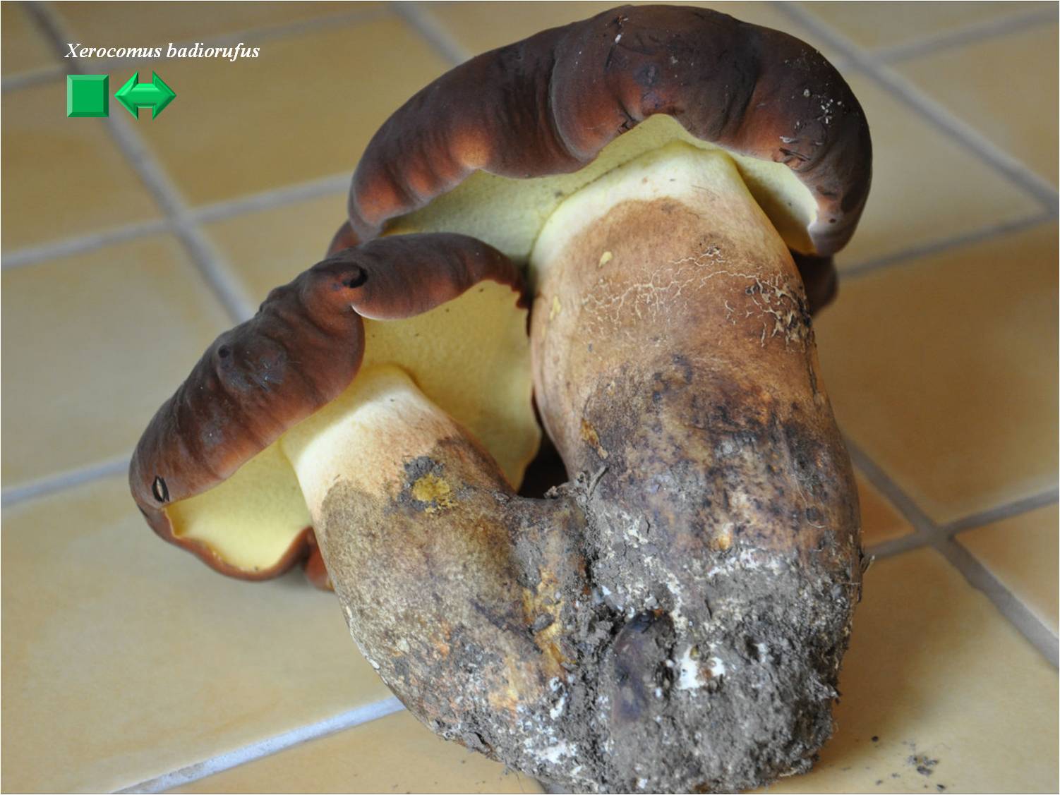 Xerocomus badiorufus