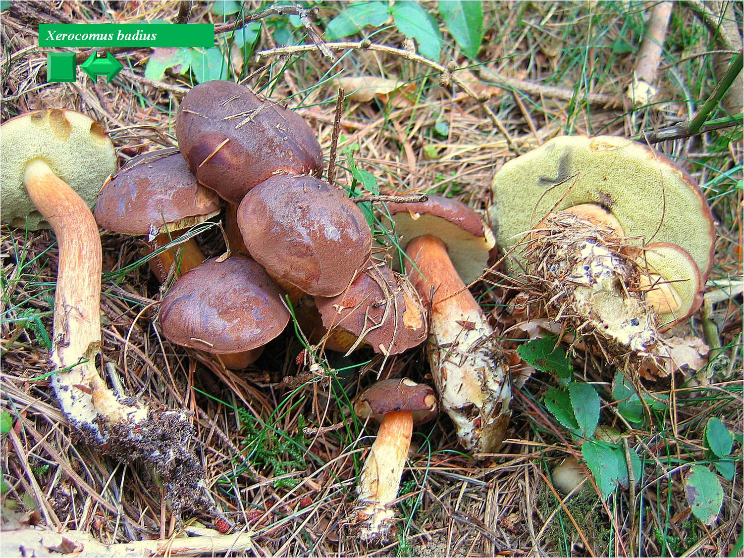 Polyporus badius