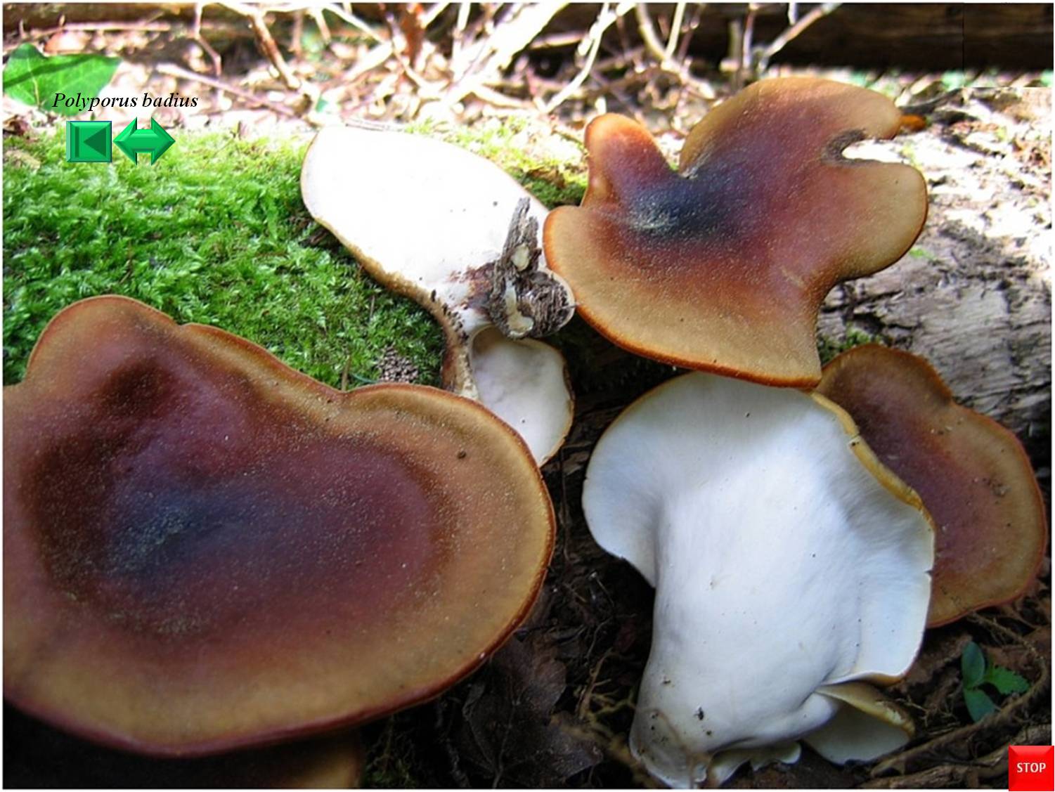 Polyporus varius