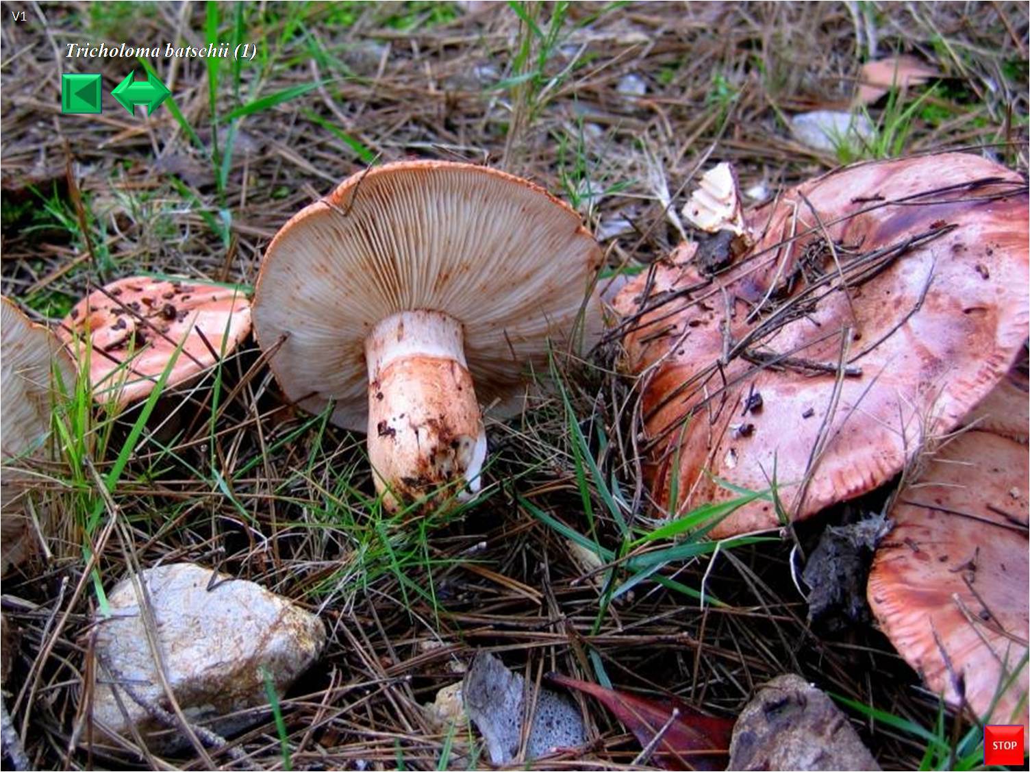 Tricholoma pessundatum