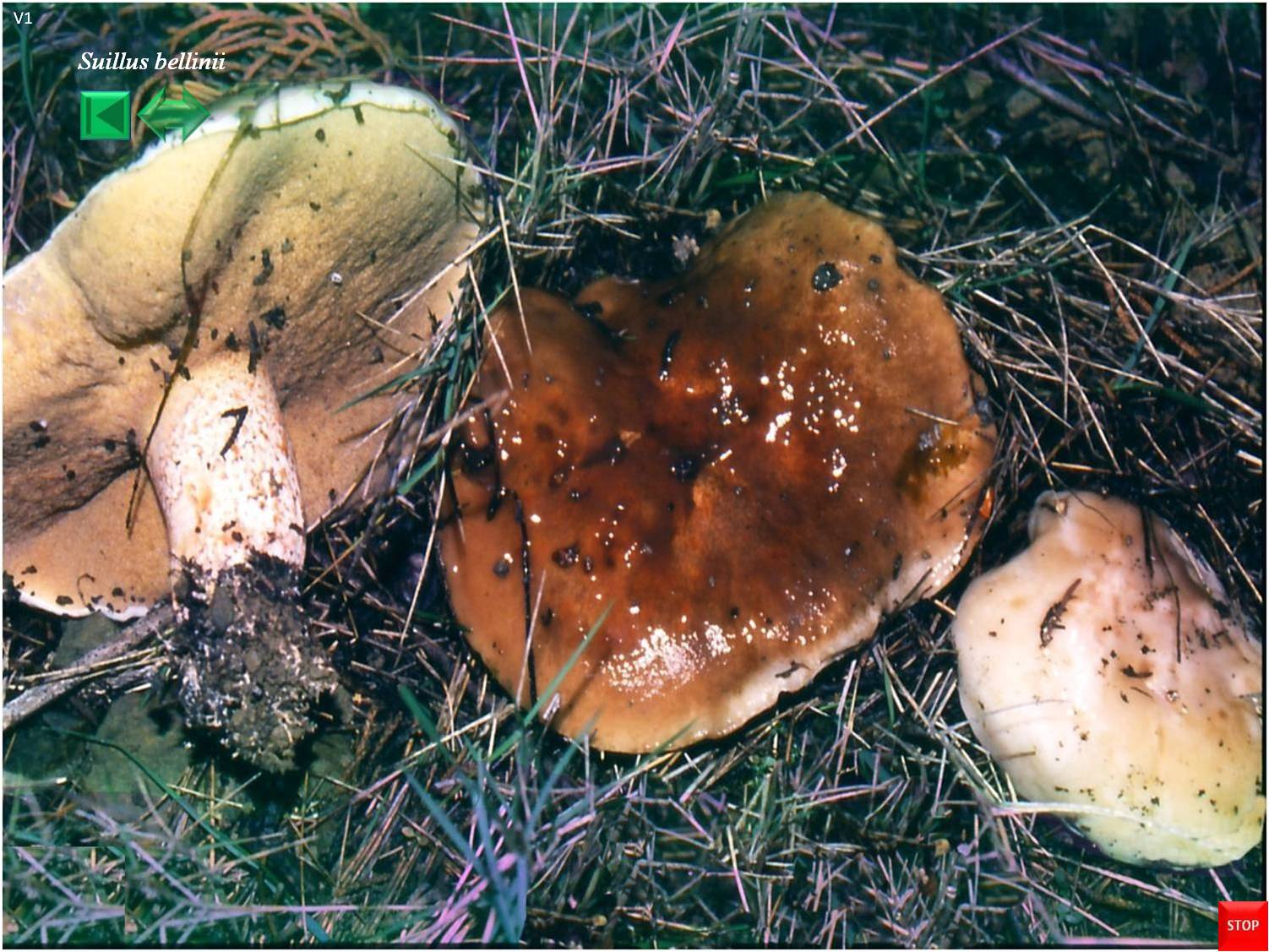 Suillus bellinii
