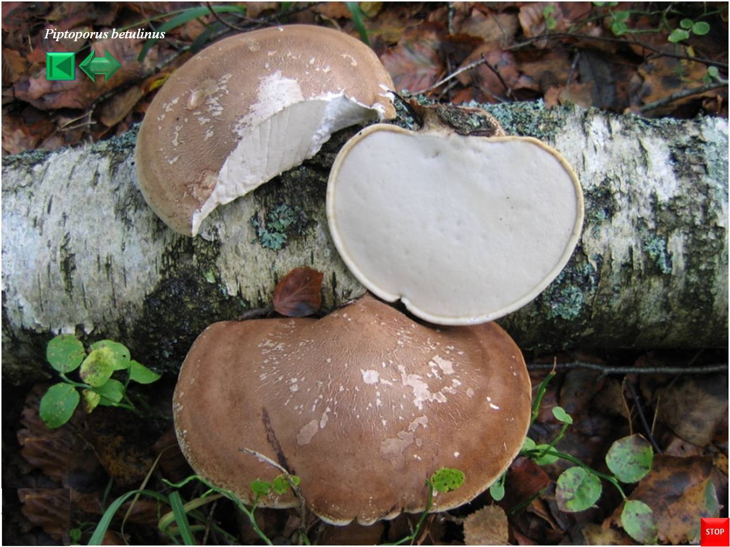 Piptoporus betulinus