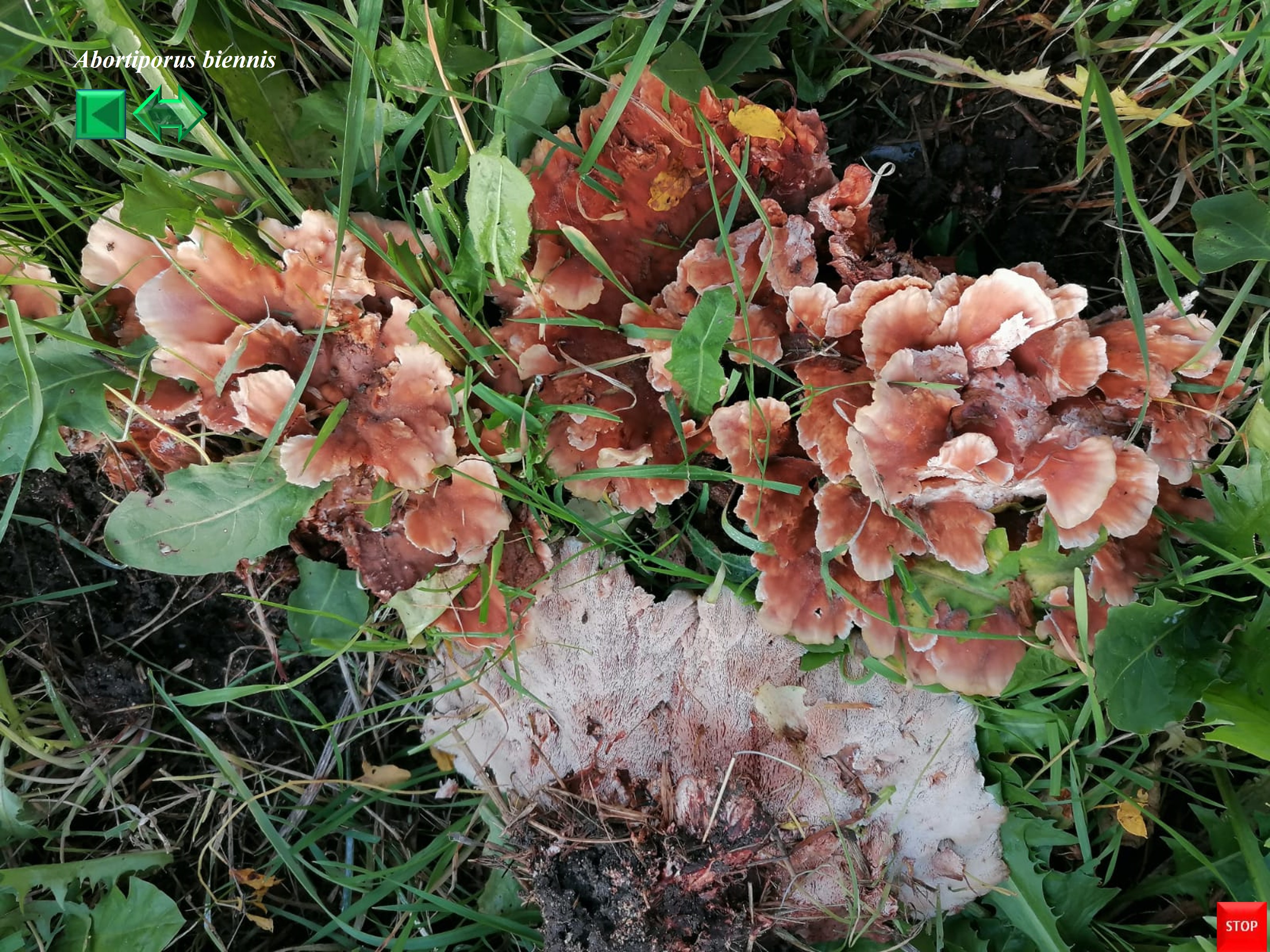 Abortiporus biennis
