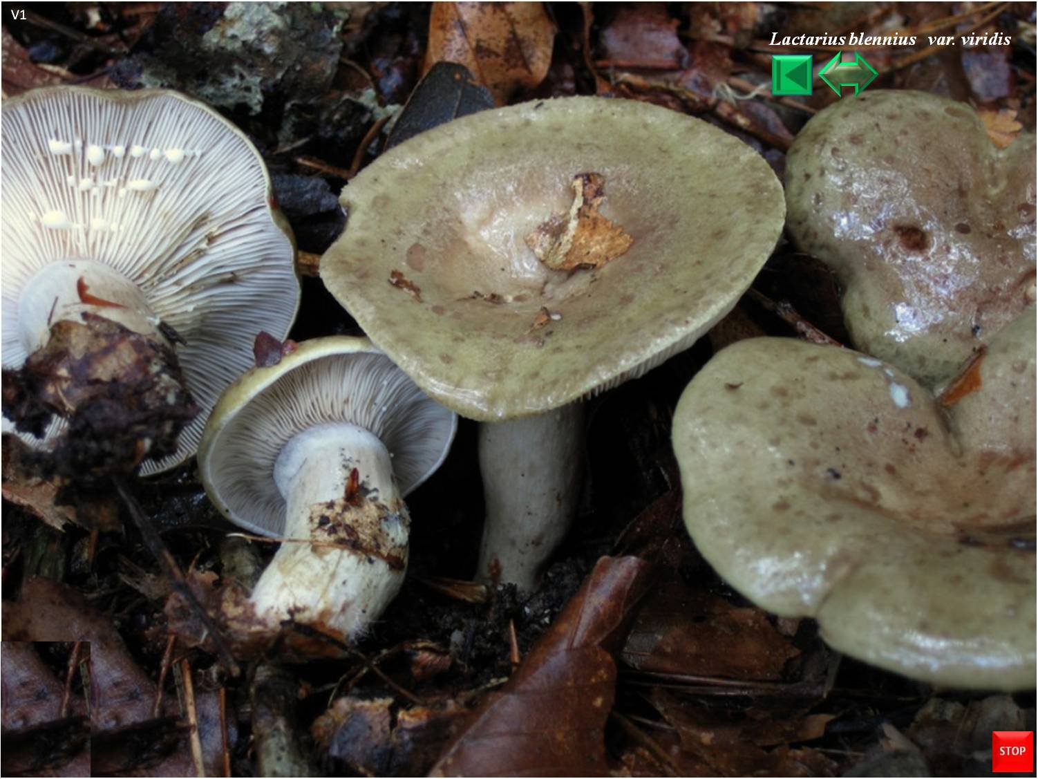 Lactarius blennius