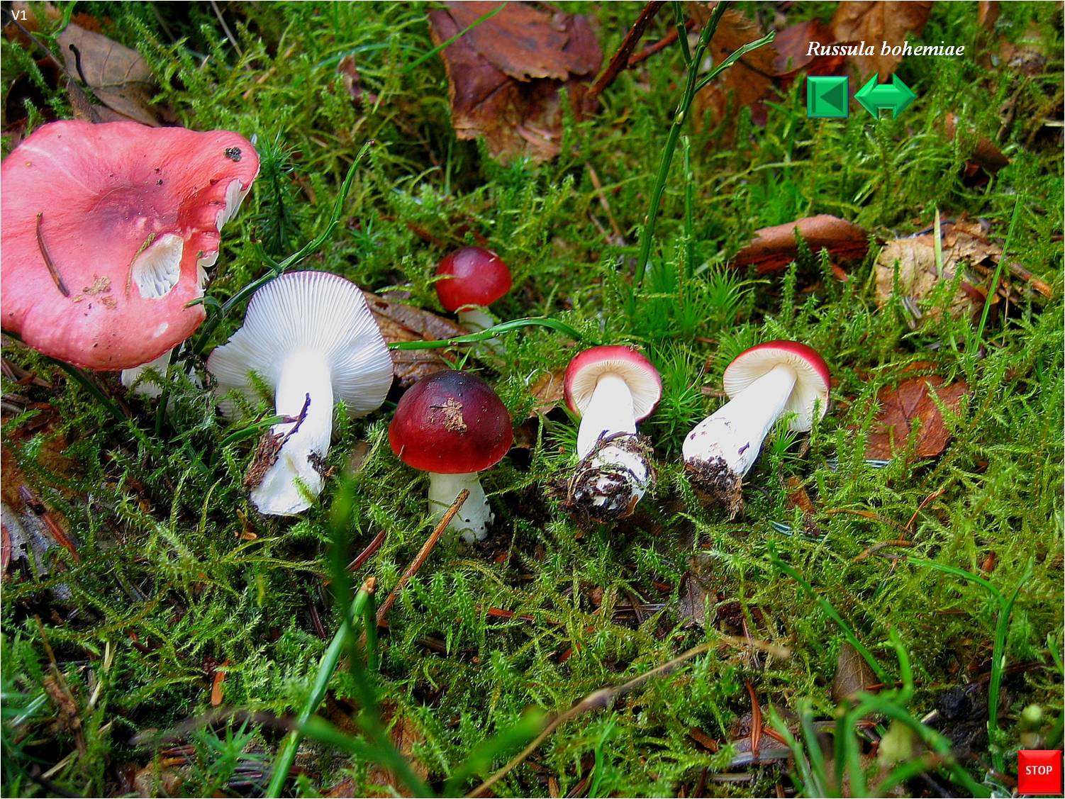 Russula bohemiae