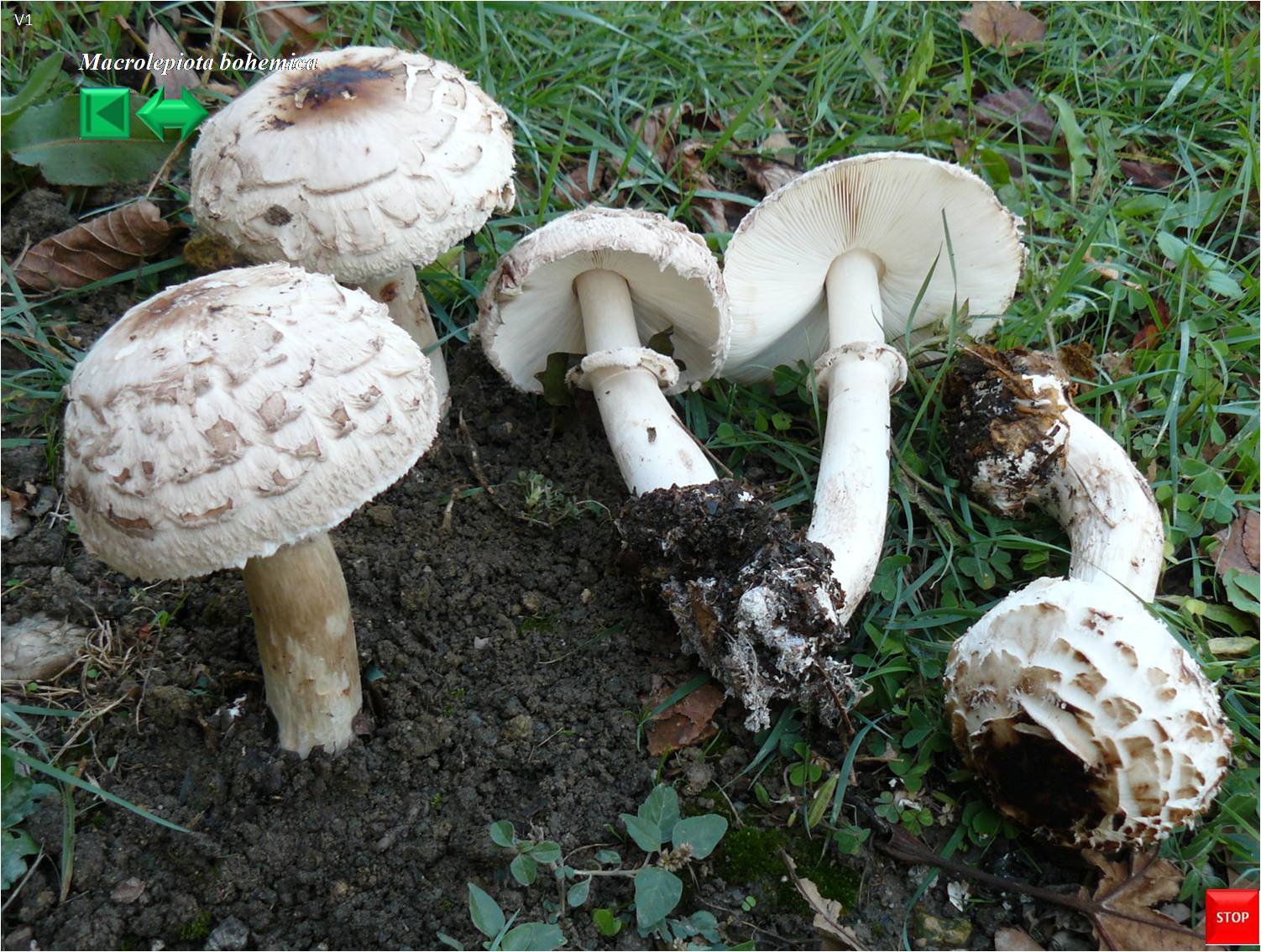 Ptychoverpa bohemica
