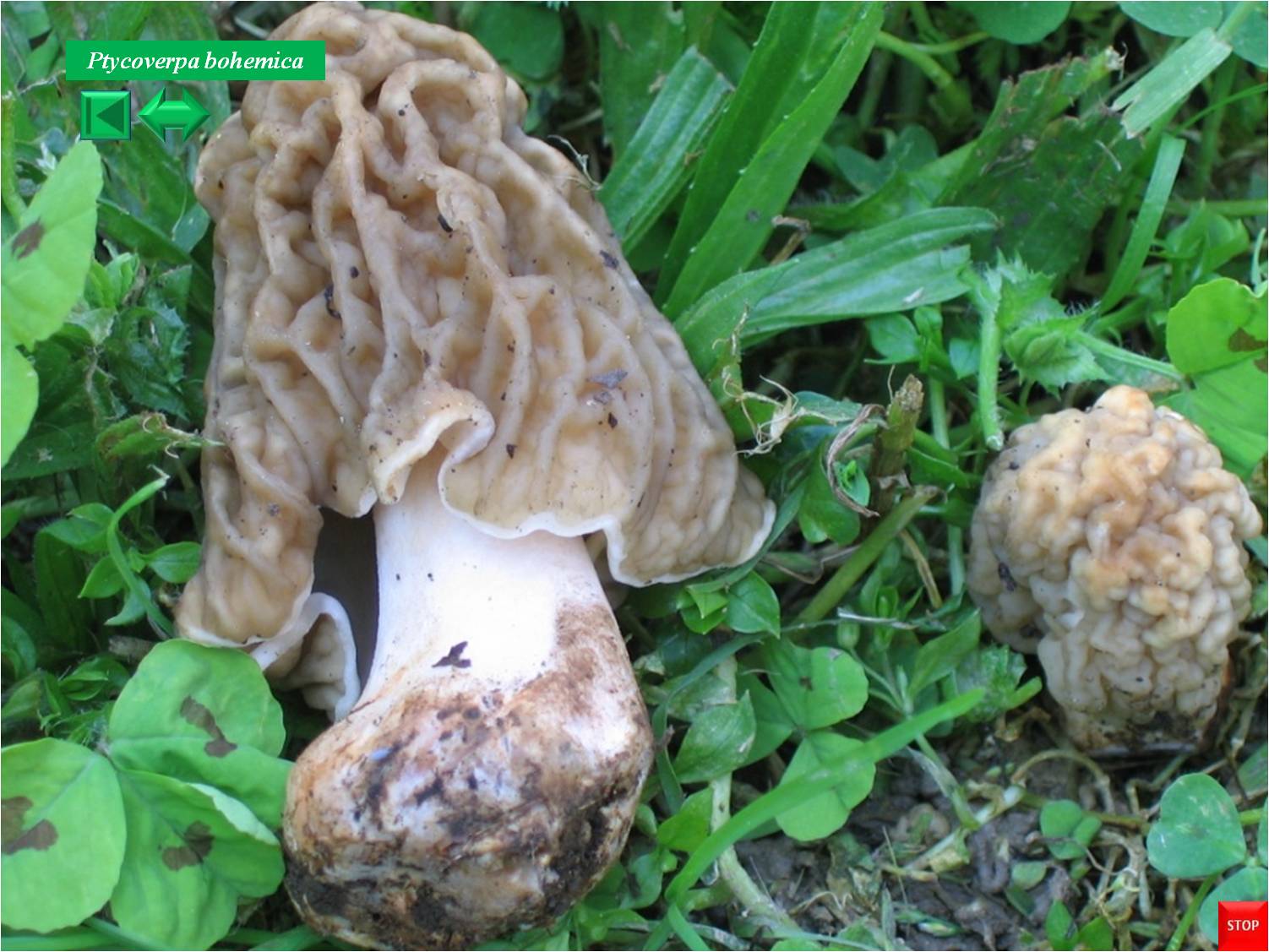Macrolepiota bohemica