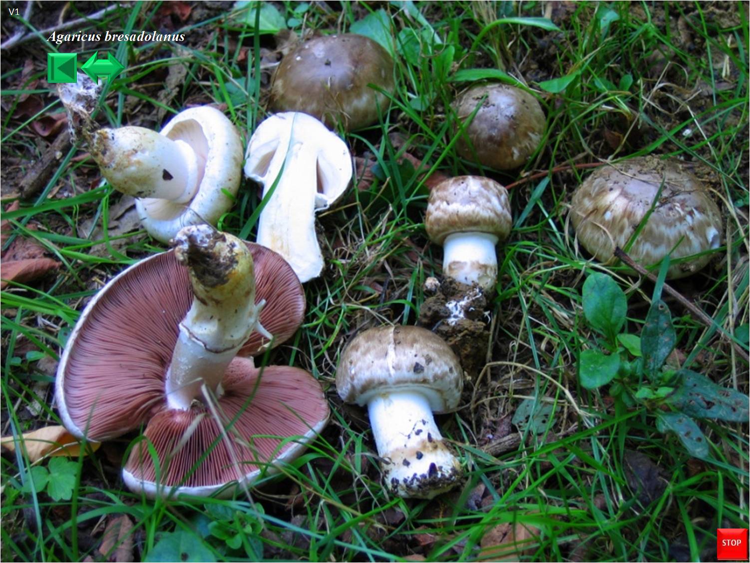Agaricus bresadolanus