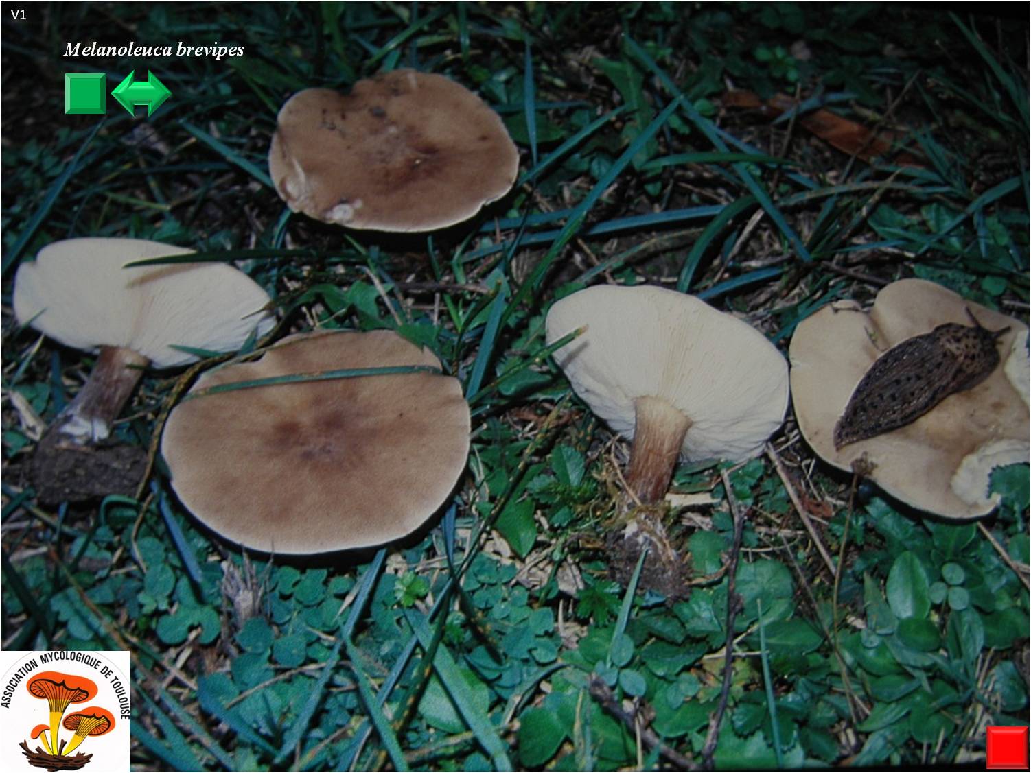 Melanoleuca brevipes