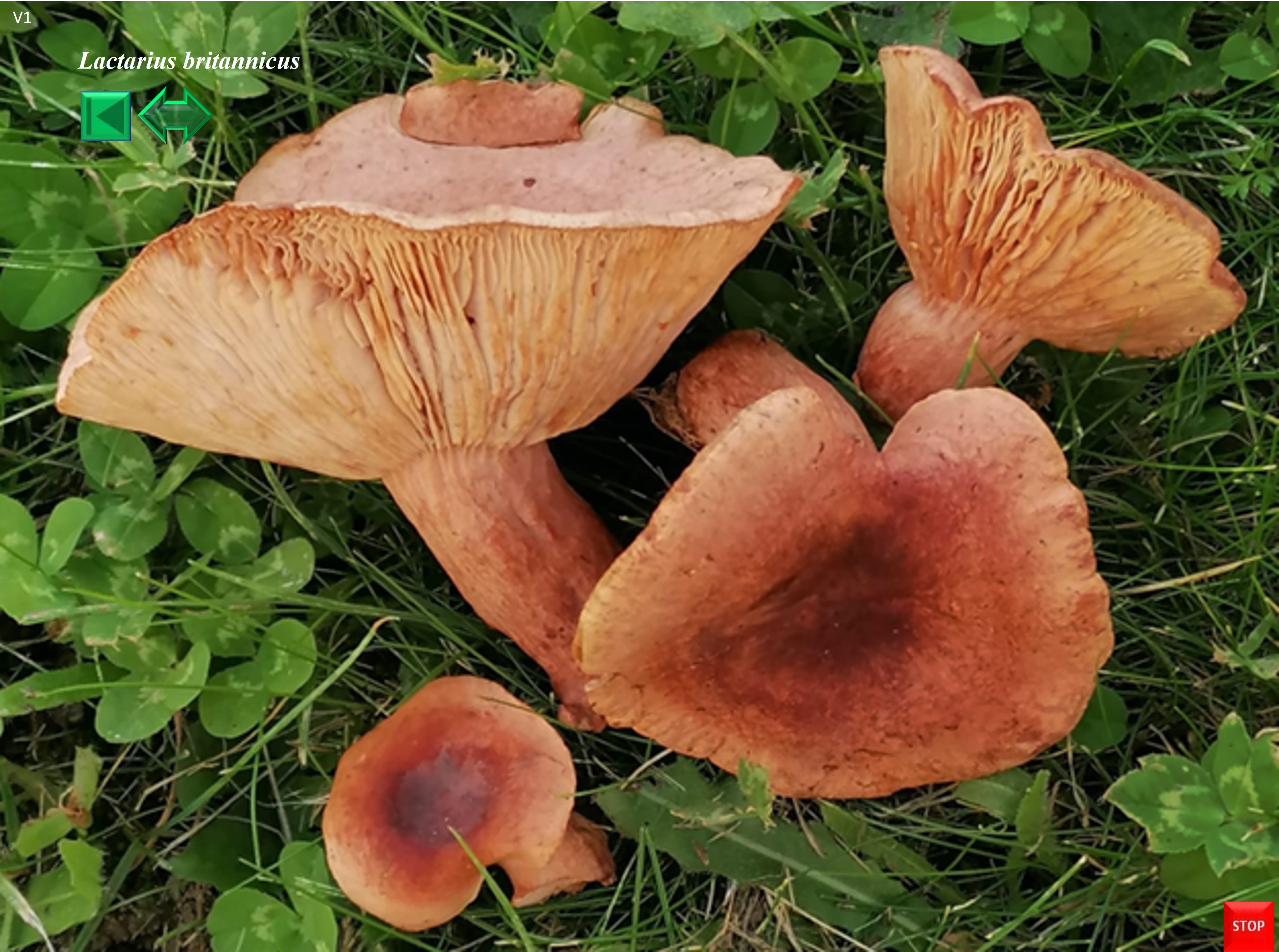 Lactarius britannicus