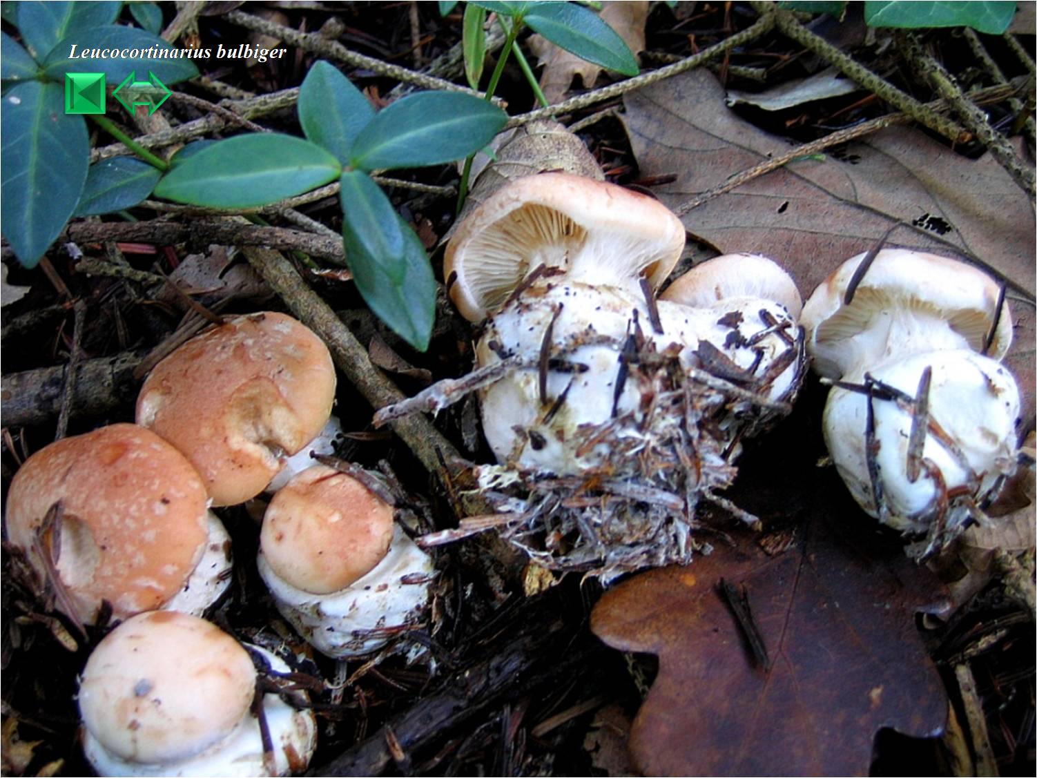 Leucocortinarius bulbiger