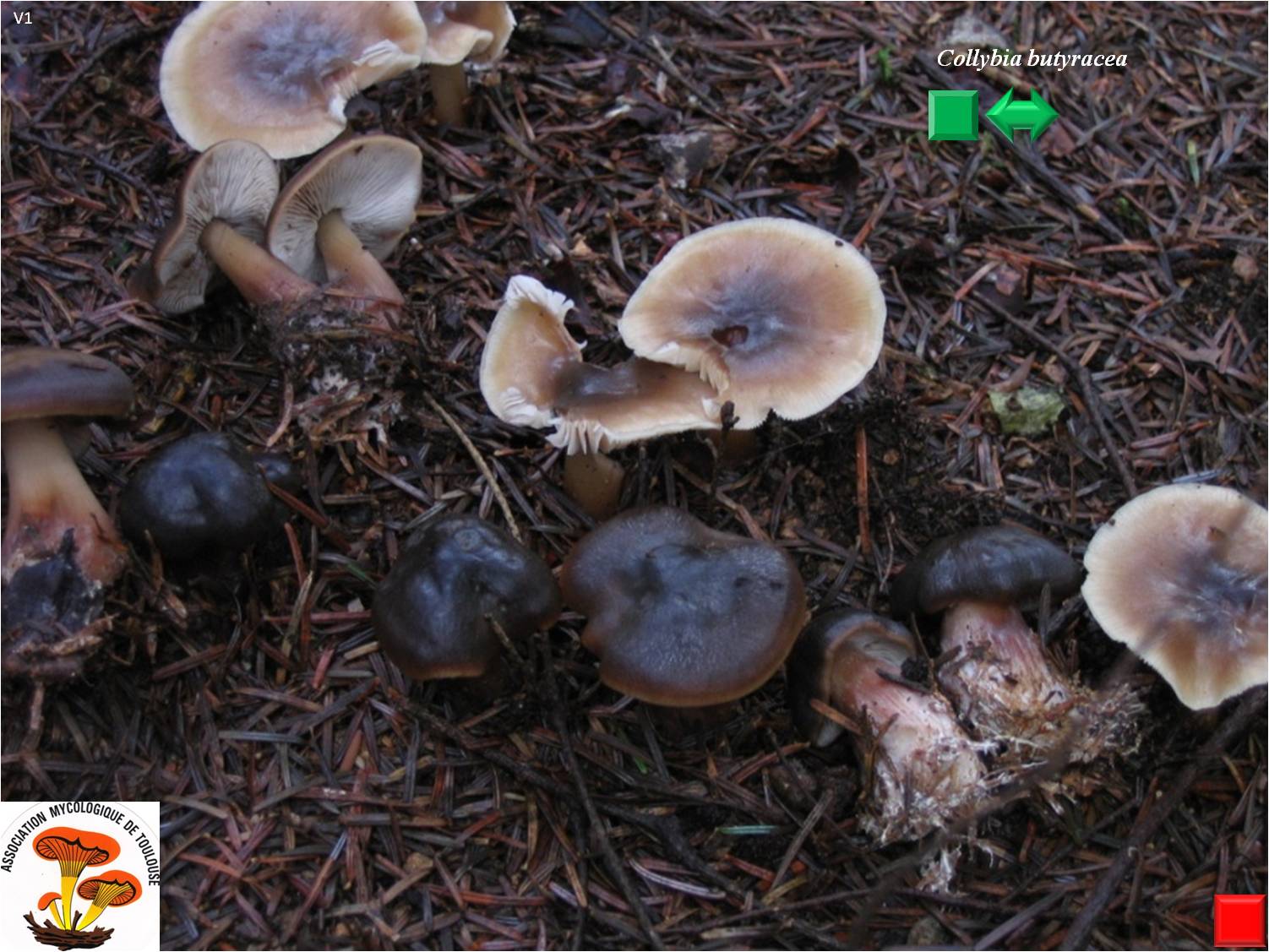 Collybia butyracea