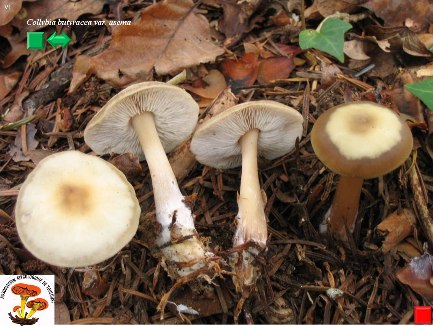 Rhodocollybia butyracea
